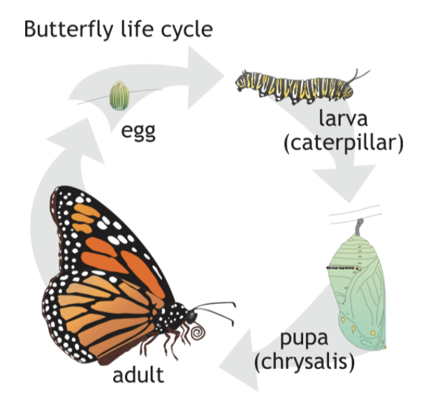 ButterflyLifeCycle