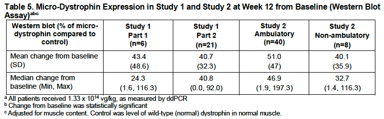 Microdystrophin-levels